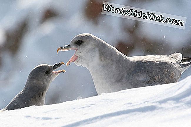 Plastic In Birds 'Stomachs Onthult Ocean'S Garbage-Probleem