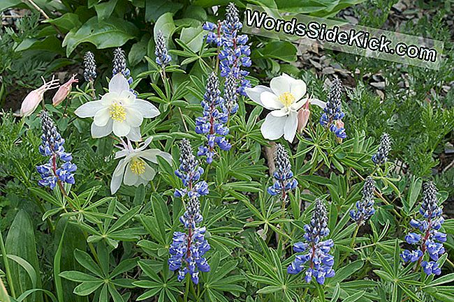 Inheemse Rocky Mountain-wilde bloemen, zoals deze lupines en akelei, bloeien mogelijk niet samen in de toekomst, omdat de bloeitijden van de planten veranderen als reactie op een opwarmend klimaat.