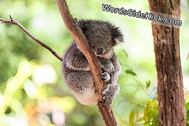Lente-Zomertijd: Verlies Een Uurtje Slaap, Maar Red Een Koala