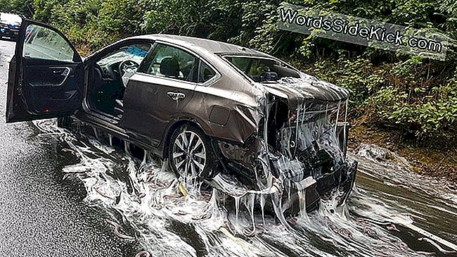 7.500 Pond 'Eels' Bedekken Oregon Road Met Slime (Here'S Why)