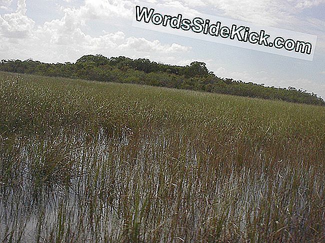 Prehistorische Vuilnisbakken Vormden De Boomeilanden Van Florida Everglades