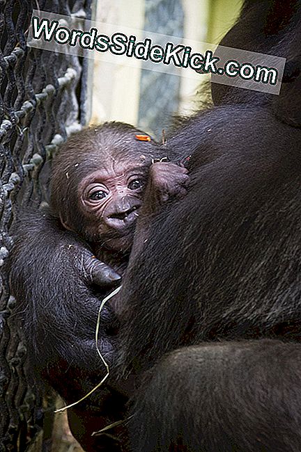 JJ เป็นเด็กทารกคนแรกของแม่ Tabibu Colo คุณย่าของเขาเป็นลิงกอริลลาคนแรกที่เกิดในการถูกจองจำในปี 2499