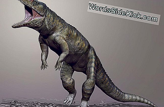 9-Foot 'Butcher Crocodile' Waarschijnlijk Geregeerd Vóór Dinosaurussen