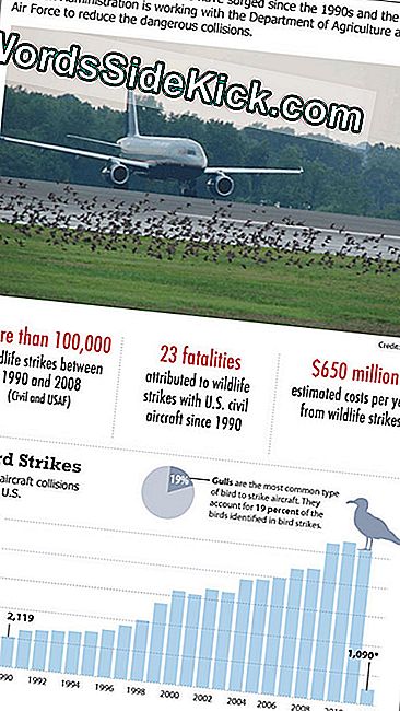 Flygplansfåglar Slår På Stigande (Infografiska)