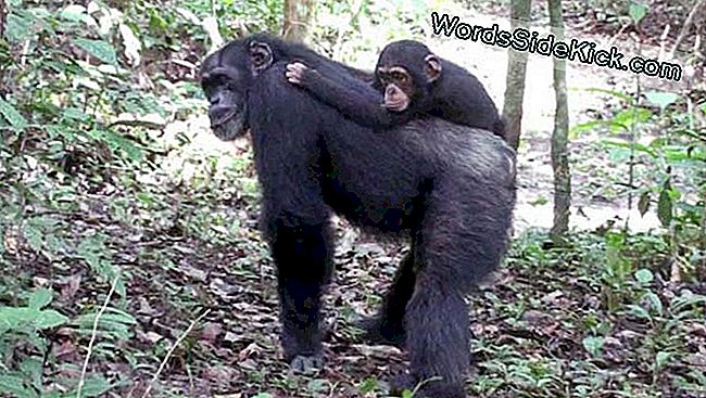 Altruistiski Šimpanzes Pieņem Bāreņus