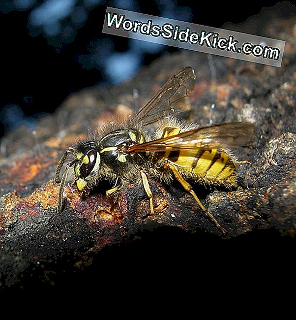 Sap-essende Wanzen hinterlassen klebrig-süße Zuckerausscheidungen auf Bäumen - eine fertige Mahlzeit für Wespen.