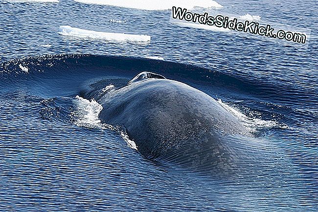 ปลาวาฬสีน้ำเงินแอนตาร์กติกจะกลับมายิ่งใหญ่