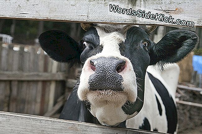 'Atypische' Mad Cow Case Geïdentificeerd In Alabama