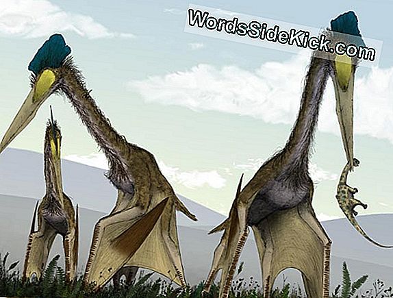 Vtáčtí Předkové: Dinosauři, Kteří Se Naučili Létat