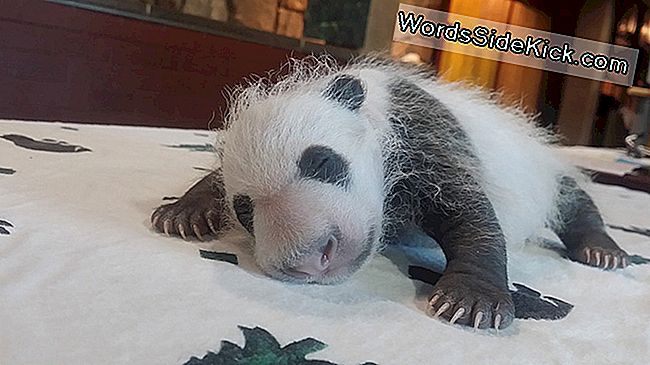 Aww! Panda Cub Bei Bei Je 'Dragocjeno Blago'