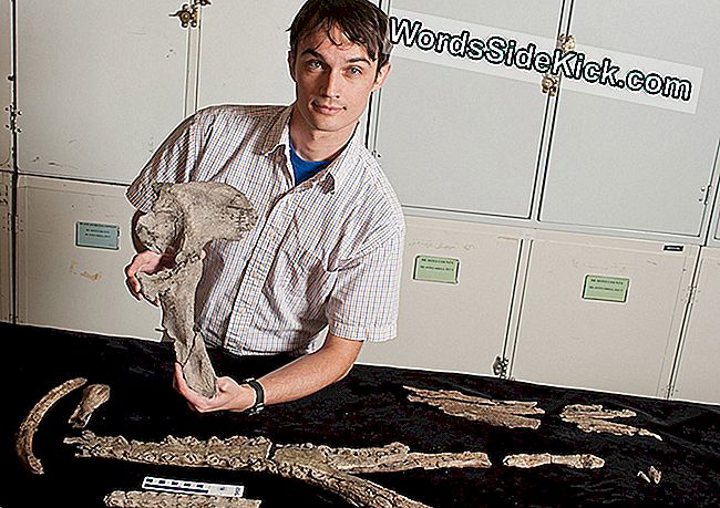 Floridas Universitātes pētnieks Alekss Hastings parāda A. guajiraensis iegurņa kaulu. Citas attēlā redzamās fosilijas ietver apakšējā un augšējā žokļa daļas, kā arī zobus, ribu un purngalu.