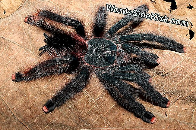 Vogelfressende Spinnen: 3 Massive, Pelzige Vogelspinnen Entdeckt