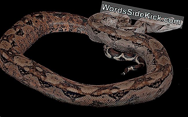 boa constrictor snake picture