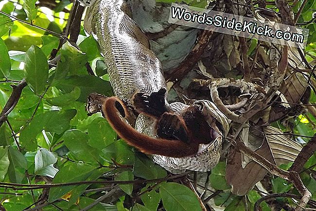 Boa Constrictor Visto Comiendo Mono Aullador En Un Primer