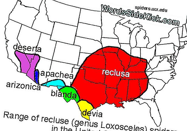 Tämä kartta näyttää eri lajeja, joiden joukossa on hämähäkkejä, mukaan lukien ruskea rintaliivit (reclusa, punaisella); Texas recluse (devia, keltainen); Big Bend recluse (blanda, vihreänä); Apache-hylky (apachea, vaaleansininen); Arizonan avioliitto (arizonica, sinisellä); ja autiomaa (deserta, violetti).