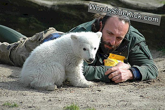 La Cause De La Mort De L'Ours Polaire Knut A Été Retrouvée