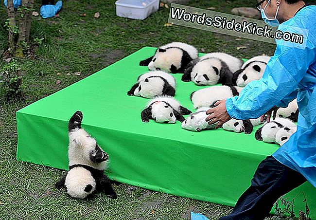 Panda cubs esillä jalostuskeskuksessa Chengdussa, Kiinassa, 23. syyskuuta 2016.