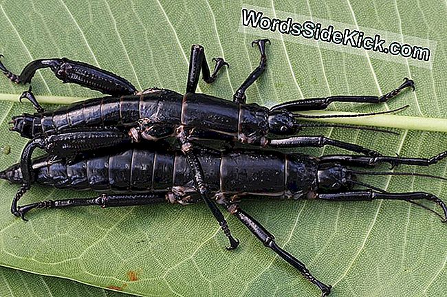 Decenii mai târziu, „Lobster Tree” Insectele Stick scapă de dispariție: insectele