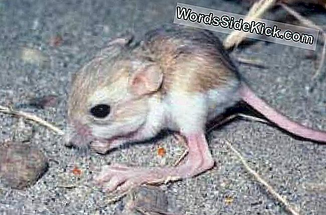 Wüstendiebe Sind Echte Ratten