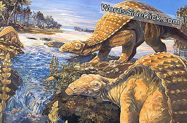 Dino Senses: La Cousine D'Ankylosaurus Avait Un Super Renifleur