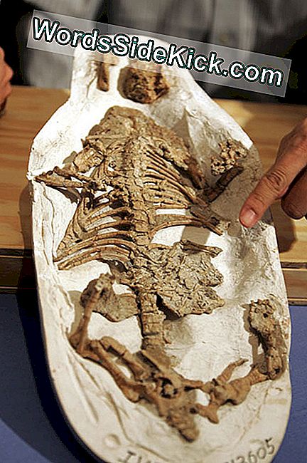 哺乳類の胃で見つかった恐竜の化石