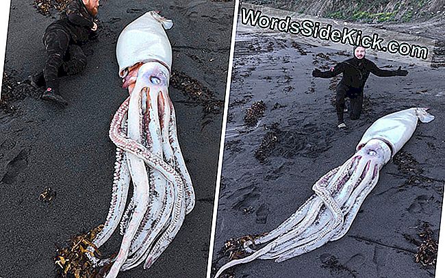 Dykkere Find Enorm, Uhyggelig Blæksprutte På New Zealand Beach