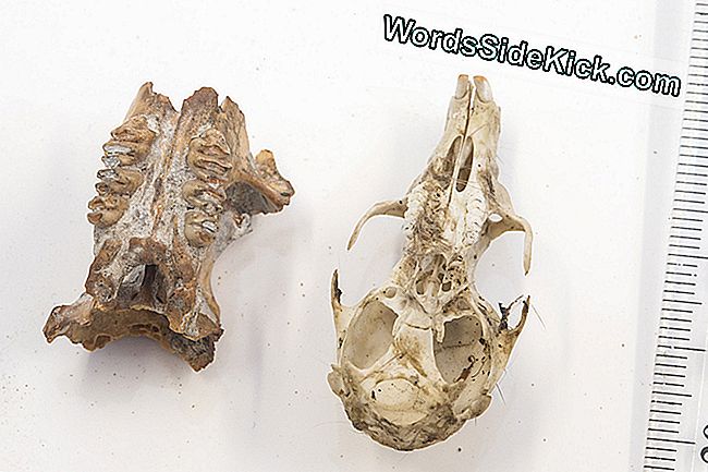 Вымерший фрагмент гигантского черепа крысы (слева) и гораздо меньший череп современного крысы (справа).