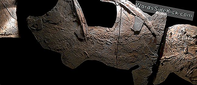ทุกอย่างใหญ่ขึ้นในเท็กซัส: ซากดึกดำบรรพ์ฉลามโบราณที่ถูกค้นพบ