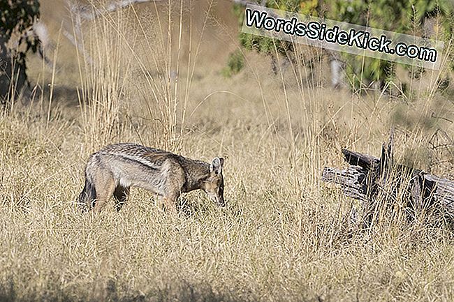 Un șacal cu dungi laterale cutreieră savana din Botswana.