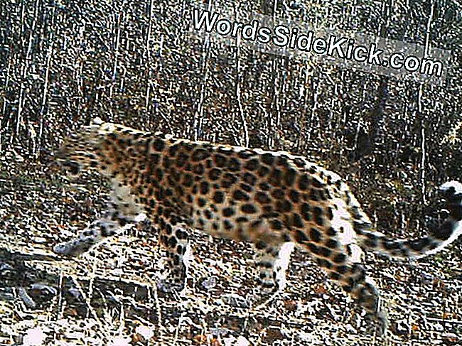 Çin'de fotoğraf makinesinde nadir bir Amur leopar yakalandı