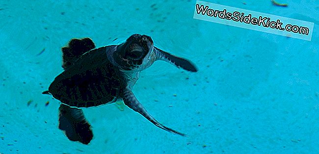 Fakti Par Jūras Bruņurupučiem