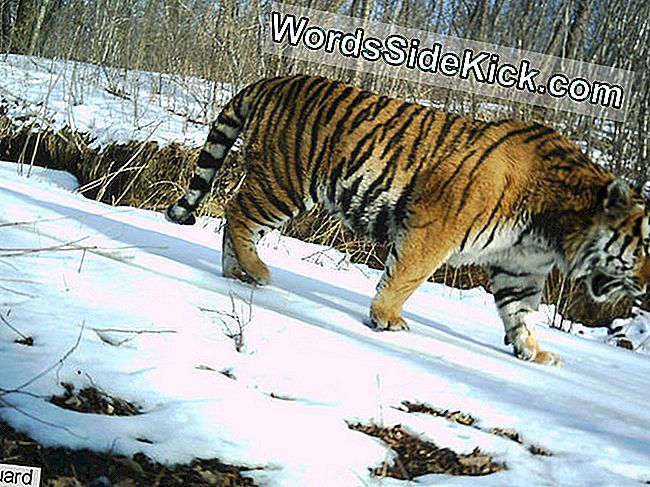 Un tigru Amur fotografiat de o capcană de cameră la un chinez rezervat animalelor pe cale de dispariție.