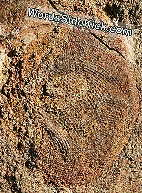 Een fossiel samengesteld oog van een half miljard jaar oud, dat prachtige details van het visuele oppervlak laat zien (de afzonderlijke lenzen kunnen als donkerdere vlekken worden gezien).
