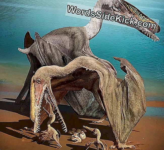 Pārakmeņojušos Pterozauru Olas Tur Lieliski Iekšpusē Saglabātus Embrijus