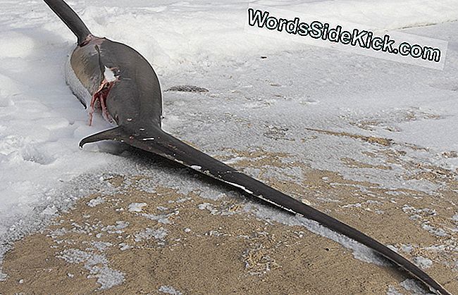 Un scientifique pense que les requins-renards de Cape Cod sont morts avant leur gelée.