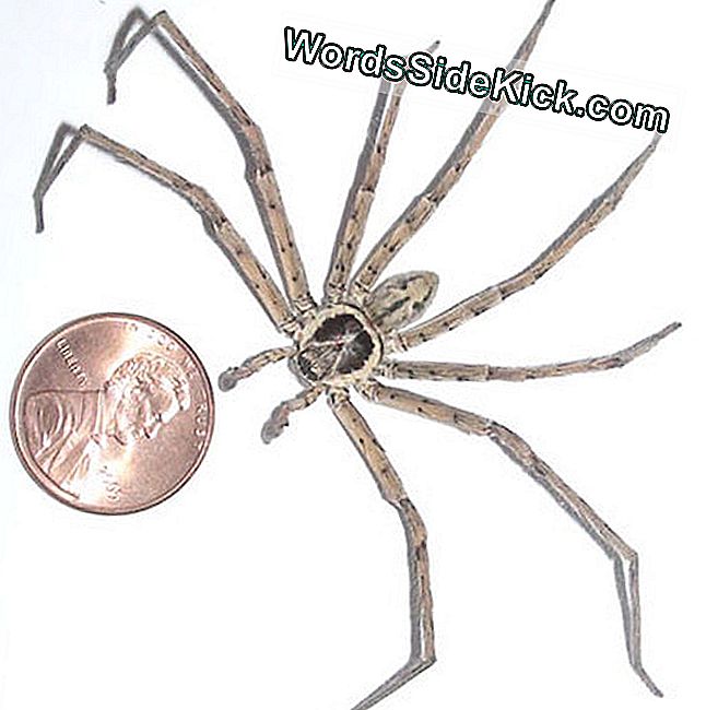 Giant Huntsman Spider 'S Werelds Grootste Spin Door Beenspanwijdte 2024 Dieren Giant Huntsman Spider 'S Werelds Grootste Spin Door Beenspanwijdte 2024 Dieren