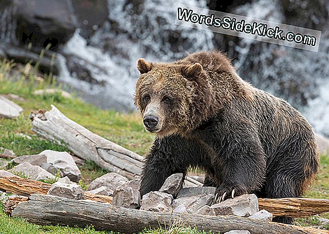 Datos Del Oso Grizzly - 2025 | Los animales