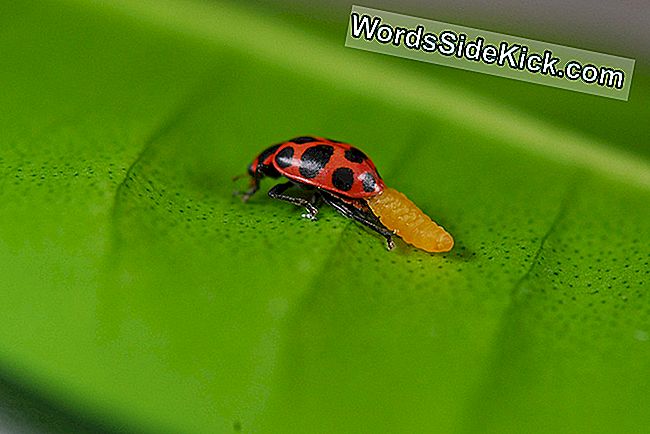 Une larve de guêpe sort de l'abdomen d'une coccinelle. La coccinelle vivra pendant que la larve de guêpe tourne un cocon entre ses jambes.