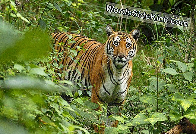 Hoe Grote Katten En Wilde Honden Naast Elkaar Leven In De Bergen Van India