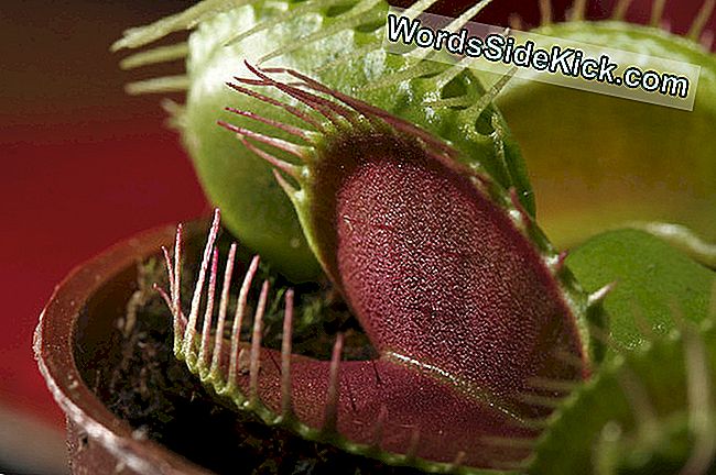 Hogy A Venus Flytrap Megöli És Levágja A Zsákmányát