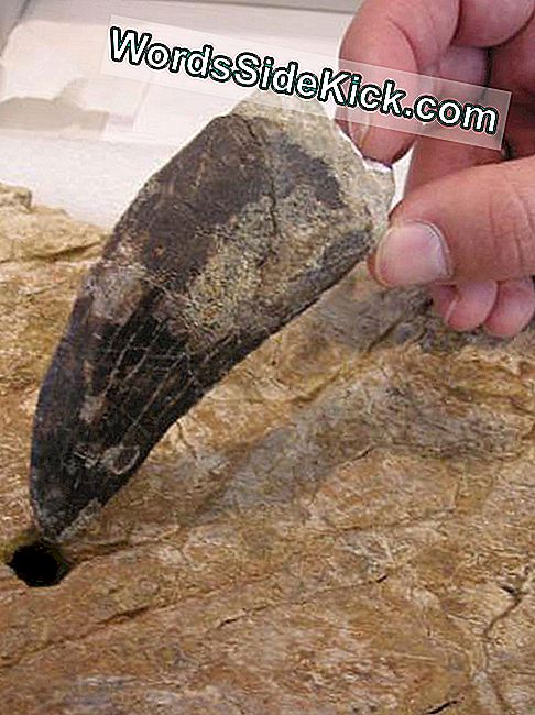 ฟันไดโนเสาร์ขนาดใหญ่ที่พบในสเปน