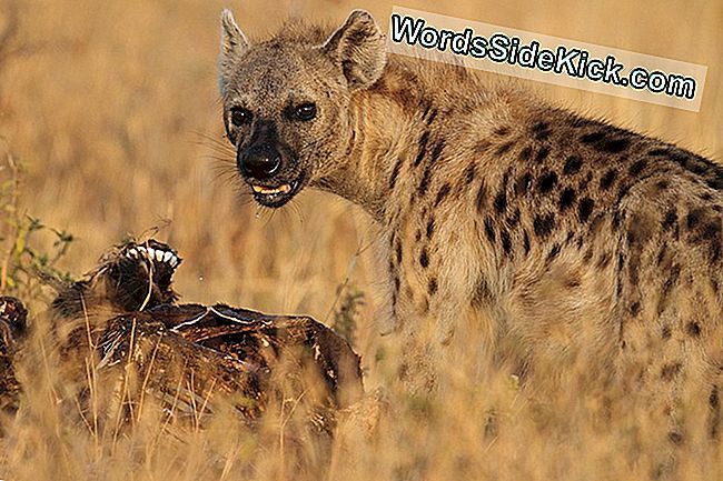 Hyenas, Ödünç Verme Için Ödün Vermedi
