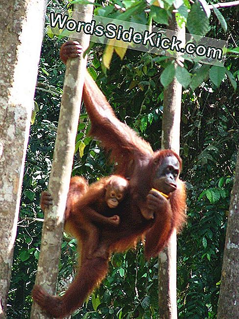 Imperabiliems Orangutangams Reikia Pagrindinio Miško Koridoriaus