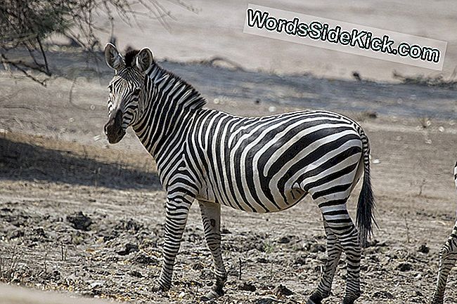 Em Fotos: Por Que As Zebras Têm Listras Pretas E Brancas - 2024 | Animais