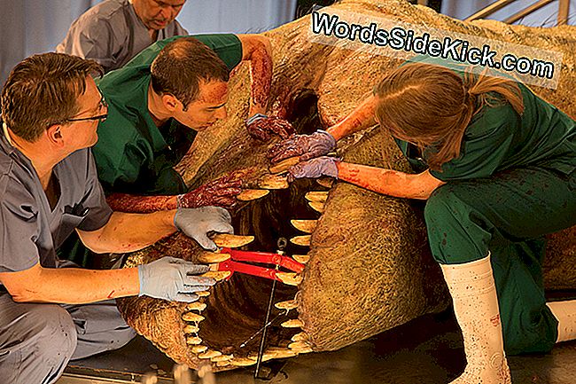 Drs. Brusatte e Herridge esaminano i denti del T. rex con un morsetto e l'assistenza manuale.