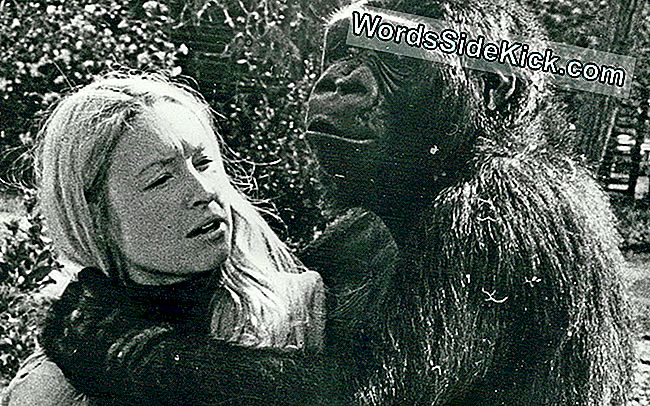 Koko, Gorilla, Kas Lietoja Zīmju Valodu, Ir Miris 46 Gadu Vecumā