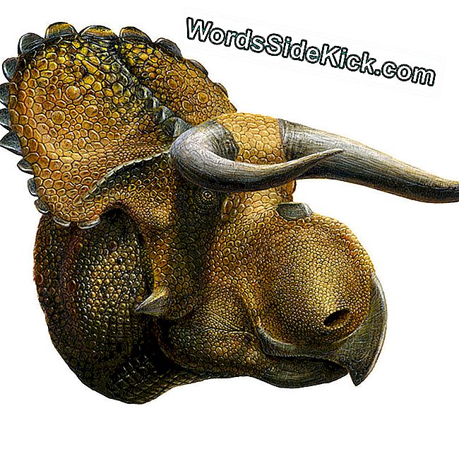 'Longhorn' Dinosaurus Fossiili Löydettiin Utahissa