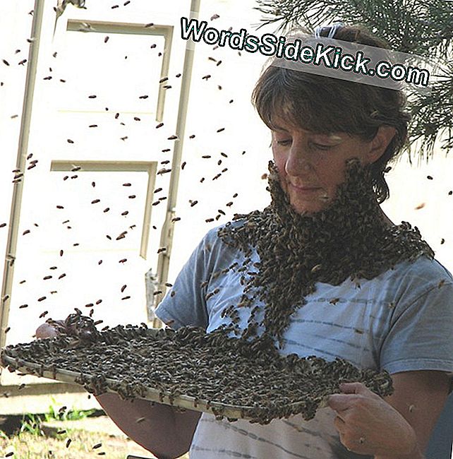 Marla Spivak uzliek labu buzz.