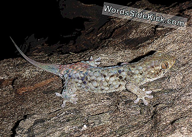 Uusi kala-asteinen Gecko, Geckolepis megalepis, on suurin elin asteikot kaikkien geckos.