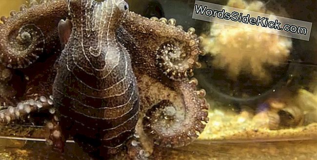 Odd Octopus: Cum este să fii o creatură inteligentă cu 8 arme: arme
